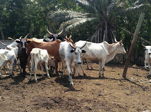 Kwansa Farms