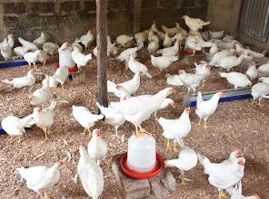 ML’s Poultry Farm