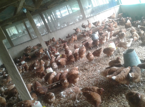 Rova Poultry Farm
