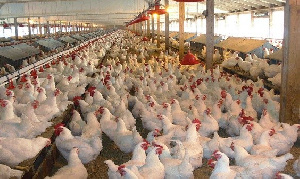 Dormaa Poultry Farmers Association