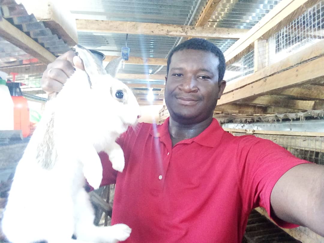 CEO of Akobre Rabbit Farm assessing health of rabbit in terms of weight and condition.