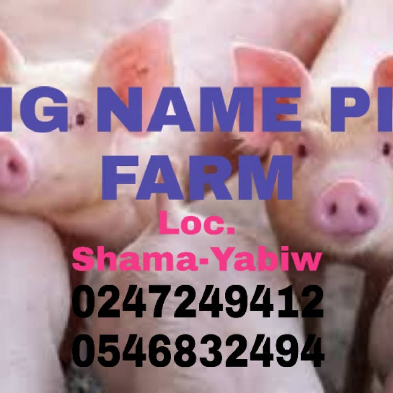 Big Name Pig Farm