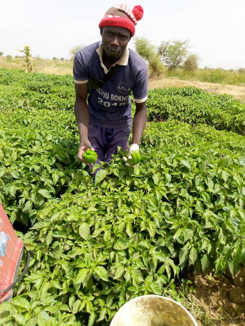 Naiss & Brothers Agriculture Farm